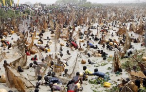 Fishermen try to catch fish during the Argungu fishing festival in Nigeria on March 15, 2008. Over 30,000 fishermen from different parts of Nigeria and neighbouring West Africa took part in the final of the yearly Argungu fishing festival in Kebbi, northwestern Nigeria. (Pius Utomi Ekpei/AFP/Getty Images)
